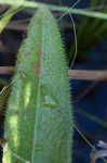 Variableleaf sunflower